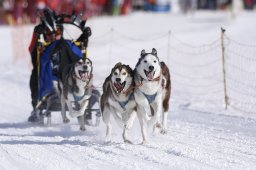 Lenk 2013